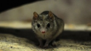 Aparearse hasta la muerte: sexo suicida en ratones marsupiales. Aparearse hasta la muerte: sexo suicida en ratones marsupiales.