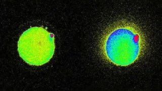 La vida comienza con una chispa: Científicos captan destellos de luz en el momento de la fecundación. Leer más: Nacen ocho bebés con el ADN de tres personas por primera vez en el Reino Unido.