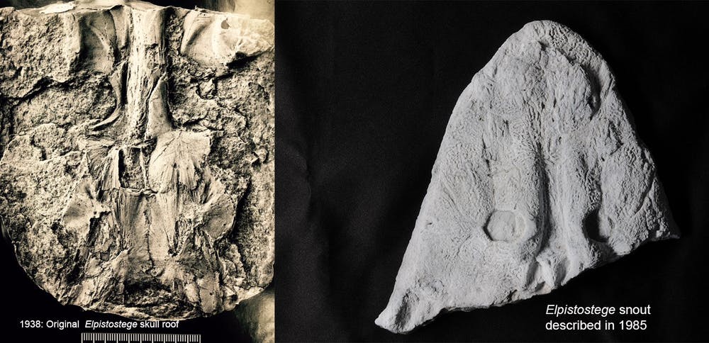 Los hallazgos originales del techo del cráneo de Elpistostege