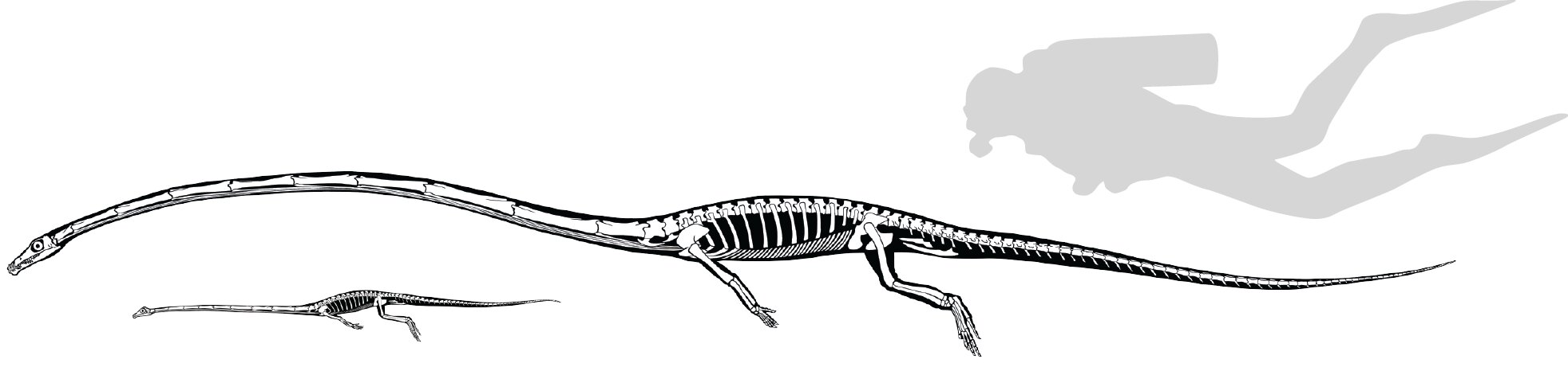 Comparación de tamaños de T. hydroides, T. longobardicus y un humano. Crédito: Stephan Spiekman et al