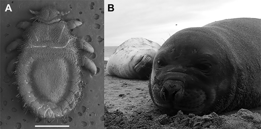 Los piojos Lepidophthirus macrorhini infestan a los elefantes marinos. (A) Imagen de microscopio de barrido de una hembra adulta de L. macrorhini. Barra de escala: 1 mm. (B) Este piojo es un parásito del elefante marino Mirounga leonina.