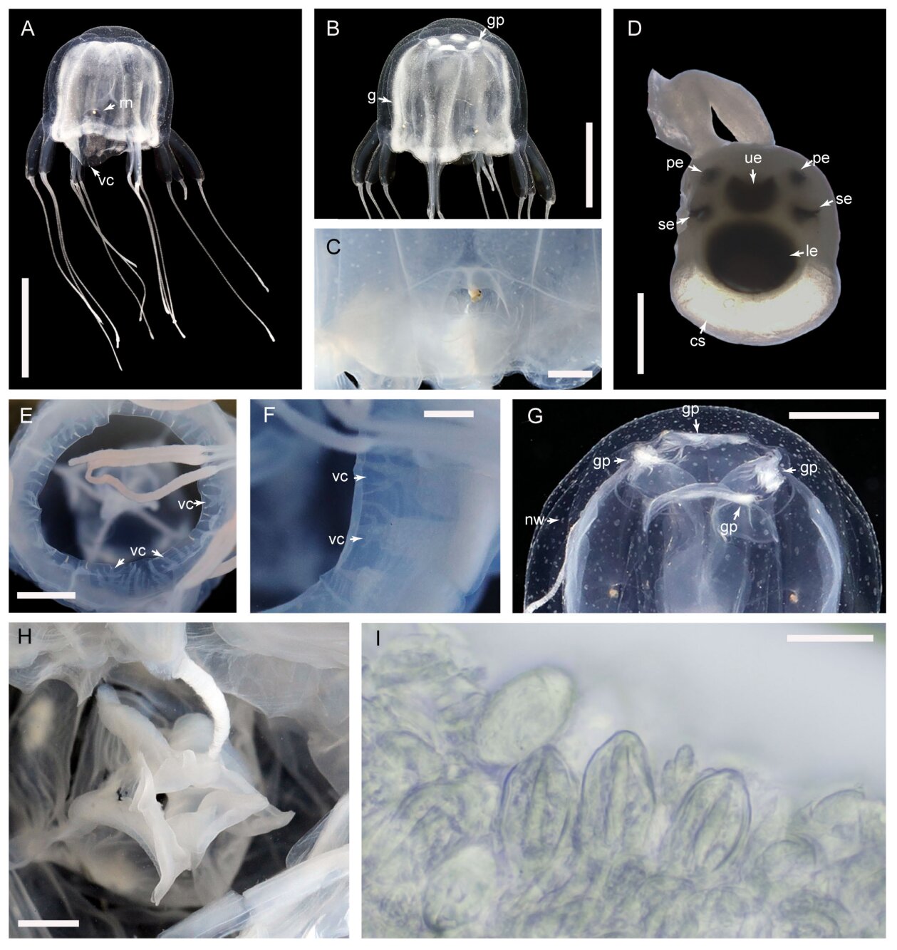 Tripedalia maipoensis