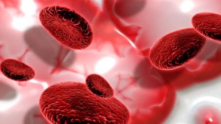 ¿Cuál es el órgano más grande del cuerpo humano? Cuál es el órgano más grande del cuerpo humano