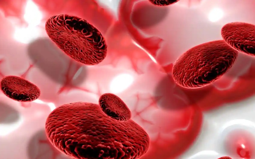 Cuál es el órgano más grande del cuerpo humano