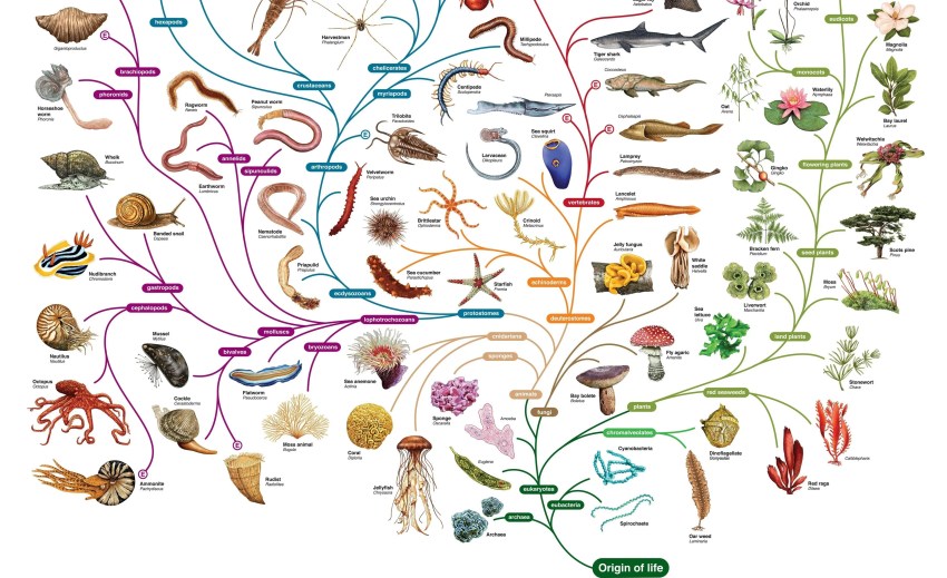 El árbol de la vida, árbol universal de la vida.