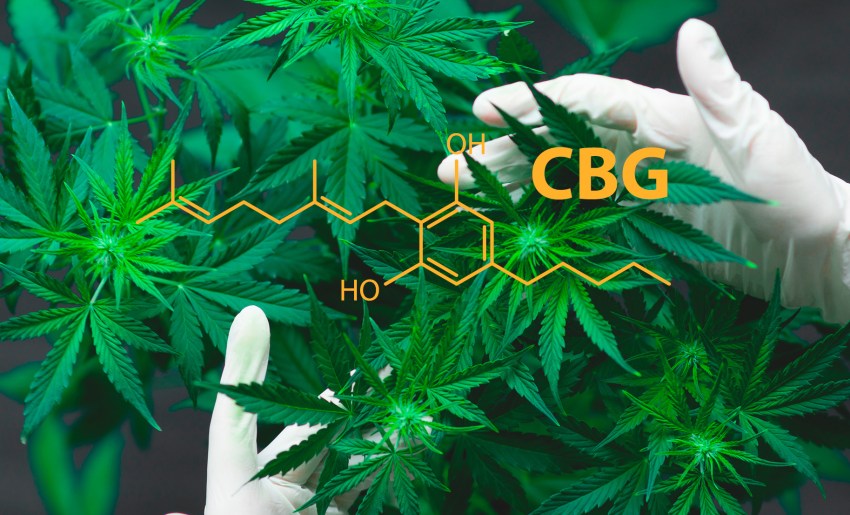 Demuestran que el cannabinoide CBG reduce la ansiedad y el estrés.