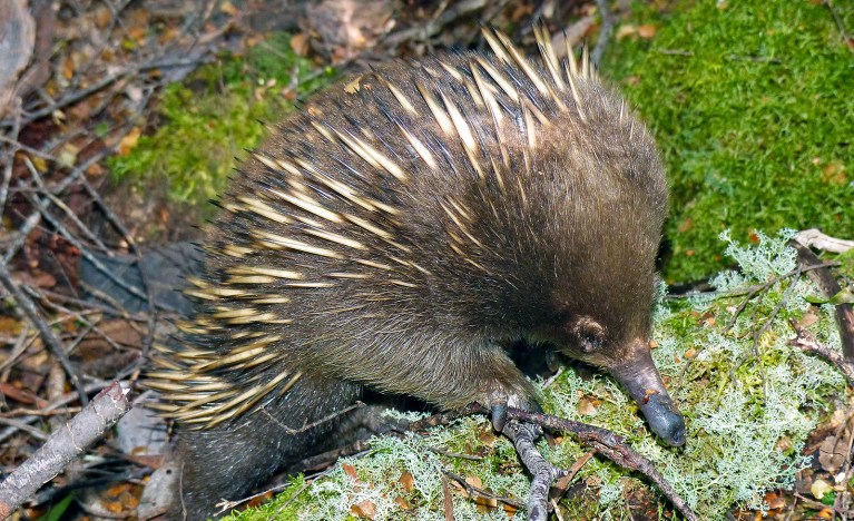 ¿Cuál es el animal más raro del mundo? Pista, no es el ornitorrinco.