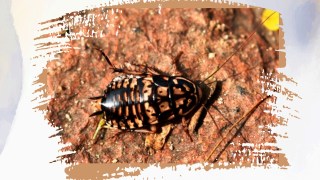 ¿CuÔl es la función de las cucarachas? Descubre su impacto en la naturaleza. ¿CuÔl es la función de las cucarachas? Descubre su impacto en la naturaleza.