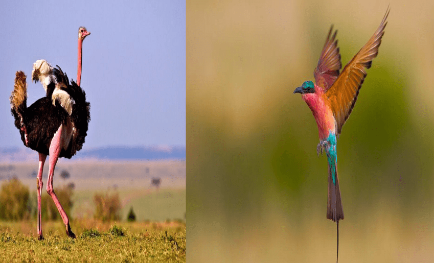 Por qué algunos animales pueden volar y otros no