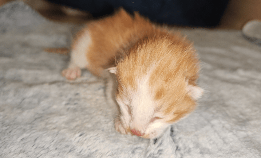 China clona su primer gato con tecnología nacional