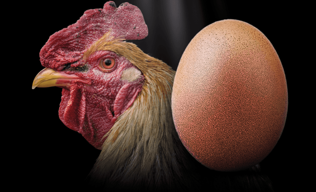 ¿Qué fue primero, el huevo o la gallina? Un misterio con nueva