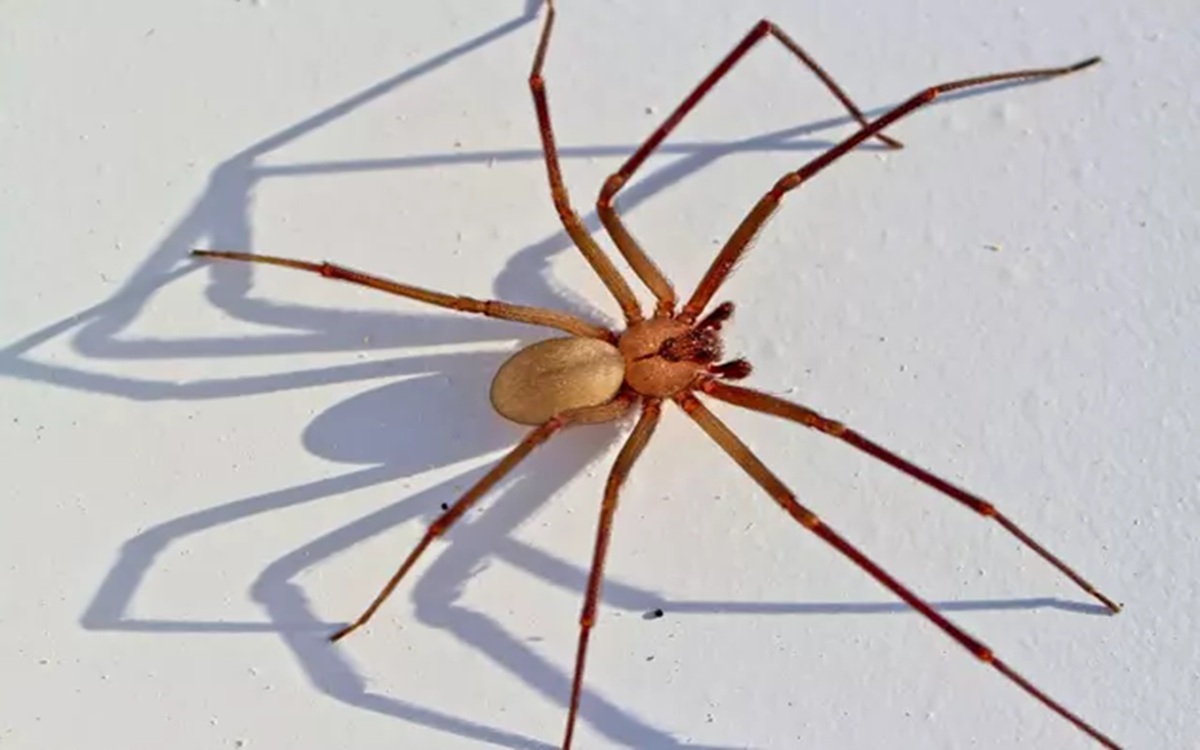 Araña violinista: todo lo que debes saber sobre esta especie venenosa.