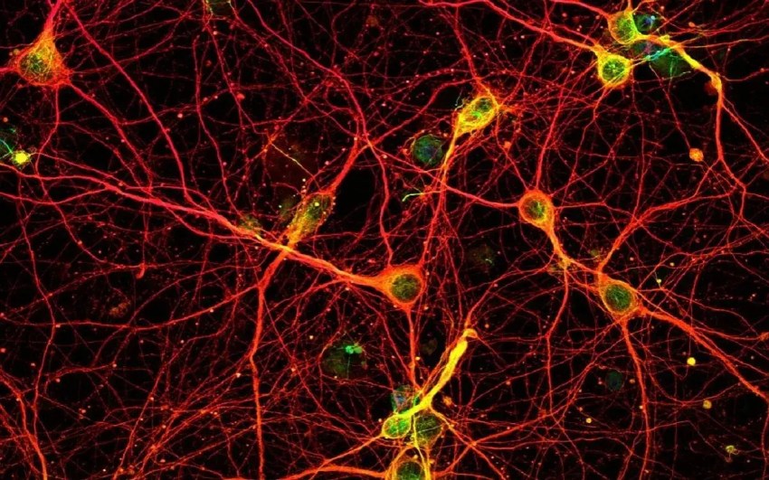 Descubren cómo la pérdida de neuronas afecta la memoria en pacientes con epilepsia.