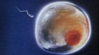 No todos los espermatozoides pueden fecundar… el óvulo "elige" al ganador. No todos los espermatozoides pueden fecundar… el óvulo "elige" al ganador.