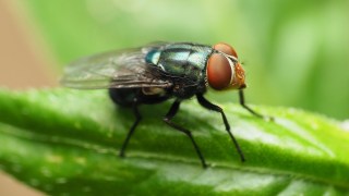 ¿Cómo identificar a la mosca del gusano barrenador? Claves para evitar que las larvas entren en tu cuerpo. Cómo identificar a la mosca del gusano barrenador
