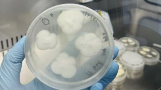 Descubren hongos que devoran los plásticos más contaminantes del planeta. Descubren hongos que devoran los plásticos más contaminantes del planeta.