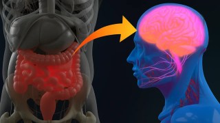 Estudios recientes revelan que la ansiedad social podrÃa originarse en la microbiota intestinal. Estudios recientes revelan que la ansiedad social podrÃa originarse en la microbiota intestinal.