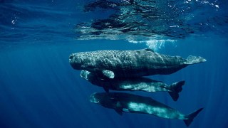 Inteligencia Artificial para traducir el lenguaje animal: ¿Estamos por hablar con otras especies? Inteligencia Artificial para traducir el lenguaje animal: ¿Estamos por hablar con otras especies?