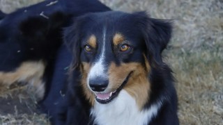 Los perros están entrando en una nueva fase evolutiva impulsada por los humanos.