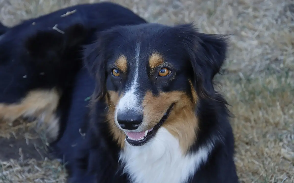 Los perros están entrando en una nueva fase evolutiva impulsada por los humanos. Los perros están entrando en una nueva fase evolutiva impulsada por los humanos.