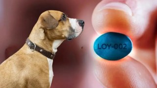 MƔs de mil perros se inscriben para probar el primer fƔrmaco contra el envejecimiento canino. MƔs de mil perros se inscriben para probar el primer fƔrmaco contra el envejecimiento canino.