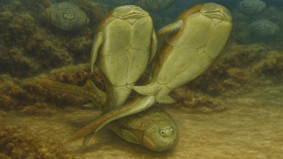 ¿Quién fue el primer ser vivo que tuvo sexo? La ciencia ya tiene la respuesta. Quién fue el primer ser vivo que tuvo sexo
