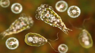 Una mujer murió por una ameba "come-cerebros" tras lavarse la nariz con agua del grifo. Una mujer murió por una ameba "come-cerebros" tras lavarse la nariz con agua del grifo.