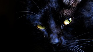 A diferencia de los perros, los gatos no fueron domesticados: conquistaron nuestros hogares a su manera. A diferencia de los perros, los gatos no fueron domesticados