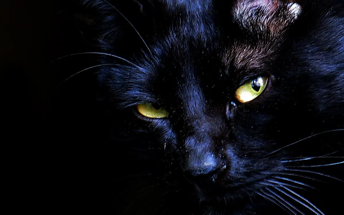 A diferencia de los perros, los gatos no fueron domesticados: conquistaron nuestros hogares a su manera. A diferencia de los perros, los gatos no fueron domesticados