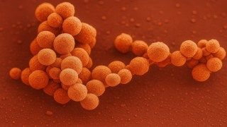 Científicos de Harvard crean "vida artificial" capaz de reproducirse… sin células, sin ADN, y sin estar viva. Científicos de Harvard crean "vida artificial" capaz de reproducirse