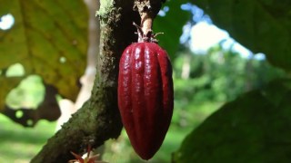 Científicos identifican tres alimentos que pueden ayudarte a bajar la presión arterial alta de forma natural. Científicos identifican tres alimentos que pueden ayudarte a bajar la presión arterial alta de forma natural.