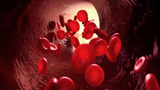 Descubren el grupo sanguĆneo mĆ”s raro del mundo: solo una persona lo tiene y nadie puede donarle sangre. Descubren el grupo sanguĆneo mĆ”s raro del mundo