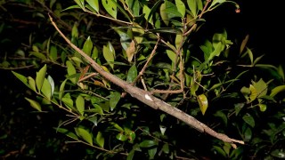 Descubren nueva especie de insecto palo gigante en Australia… ¡y podría ser la más grande del mundo! Descubren nueva especie de insecto palo gigante en Australia