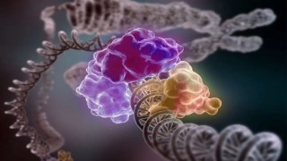 El gen p53, conocido como el "guardián del genoma", podría ser tu mejor defensa contra el cáncer. El gen p53, conocido como el "guardián del genoma", podría ser tu mejor defensa contra el cáncer.