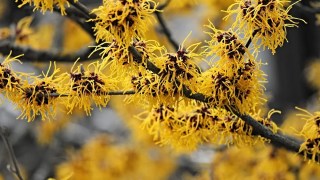Esta planta medicinal es capaz de reducir las várices, arañas vasculares y venas varicosas en las piernas. Esta planta medicinal es capaz de reducir las várices, arañas vasculares y venas varicosas en las piernas.