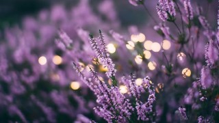 Identifican tres plantas aromáticas que pueden proteger el cerebro del Alzheimer y Parkinson. Identifican tres plantas aromáticas que pueden proteger el cerebro del Alzheimer y Parkinson.