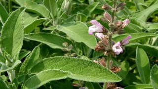 La salvia, una planta milenaria, puede ayudar a tratar a pacientes con Alzheimer. La salvia, una planta milenaria, puede ayudar a tratar a pacientes con Alzheimer.