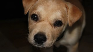Los perros también pueden sufrir insomnio por estrés y ansiedad, igual que los humanos. Los perros también pueden sufrir insomnio por estrés y ansiedad, igual que los humanos.
