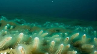 Científicos descubren un ecosistema oculto en lo profundo del océano: una forma de vida nunca antes vista. Científicos descubren un ecosistema oculto en lo profundo del océano