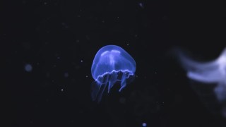 Científicos descubren una barrera invisible en el océano que las medusas nunca cruzan… y nadie sabe por qué. Científicos descubren una barrera invisible en el océano que las medusas nunca cruzan