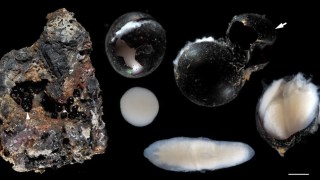 Científicos japoneses descubren misteriosos huevos negros a 6 mil metros de profundidad en el océano. Científicos japoneses descubren misteriosos huevos negros a 6 mil metros de profundidad en el océano.