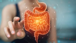 Descubren un sexto sentido en el intestino que ayuda a controlar el apetito. Descubren un sexto sentido en el intestino que ayuda a controlar el apetito.