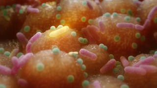 El vínculo entre el Parkinson y la microbiota intestinal sugiere un tratamiento simple e inesperado. El vínculo entre el Parkinson y la microbiota intestinal