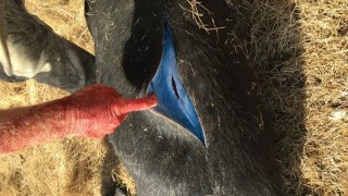 La carne de cerdos salvajes se vuelve azul brillante en California y genera preocupación sanitaria. La carne de cerdos salvajes se vuelve azul brillante en California y genera preocupación sanitaria.