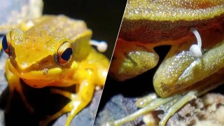 Por primera vez documentan un hongo creciendo directamente del cuerpo de una rana viva. Por primera vez documentan un hongo creciendo directamente del cuerpo de una rana viva.