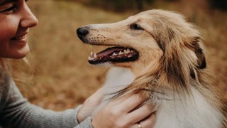 La ciencia confirma: tu perro te ama más que a su comida, y por eso enloquece cuando llegas a casa. tu perro te ama más que a su comida, y por eso enloquece cuando llegas a casa.