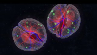 Avance histórico en neurociencia: logran crear mini-cerebros humanos con vasos sanguíneos reales. Avance histórico en neurociencia: logran crear mini-cerebros humanos con vasos sanguíneos reales.