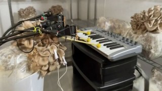 Científicos convierten en música los impulsos eléctricos de hongos y plantas: una nueva forma de escuchar a la naturaleza. Científicos convierten en música los impulsos eléctricos de hongos y plantas una nueva forma de escuchar la naturaleza.