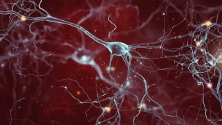 Científicos de Stanford logran revertir con éxito los síntomas del autismo en estudios preclínicos. Científicos de Stanford logran revertir con éxito los síntomas del autismo