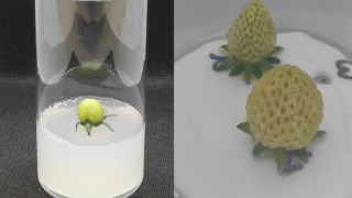 Científicos logran cultivar por primera vez tomates sin fotosíntesis: crecen sin luz, sin tierra y sin raíces. Científicos logran cultivar por primera vez tomates sin fotosíntesis: crecen sin luz, sin tierra y sin raíces.
